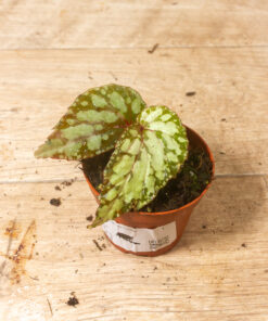 Begonia lucifer 003
