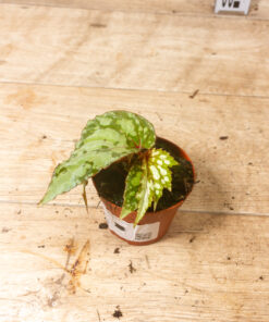 Begonia lucifer 004