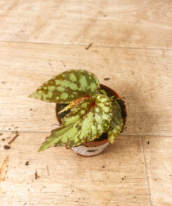 Begonia lucifer 005