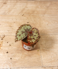 Begonia umbrella hybrid 003