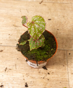 Begonia roseopunctata 003