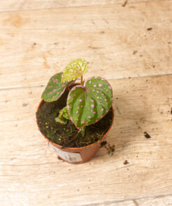 Begonia roseopunctata 004