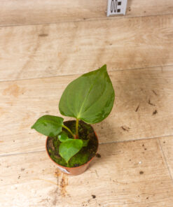 Anthurium portillae 004