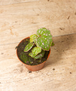 Begonia roseopunctata 006