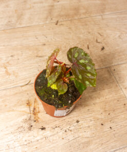 Begonia ‘Betsy’ 004
