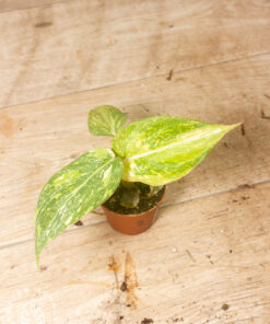 Philodendron gloriosum Tricolor 002