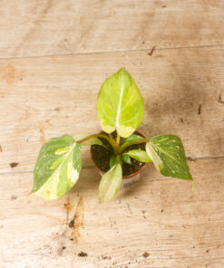 Philodendron gloriosum Tricolor 003