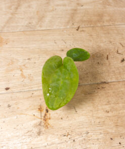 Anthurium dressleri 004