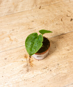 Anthurium dressleri 005