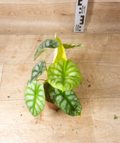 Alocasia dragon scale gold 001