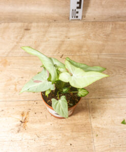 Syngonium strawberry milk 001