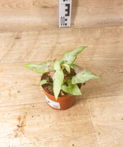 Syngonium strawberry milk 002