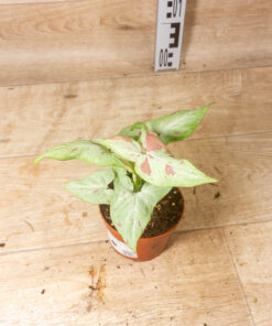 Syngonium strawberry milk 003
