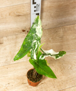 Alocasia Tigrina Superba Variegata 001