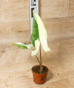 Alocasia Tigrina Superba Variegata 002