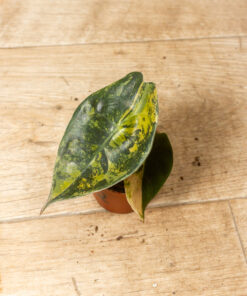 Alocasia Sedenii Aurea Variegata 002