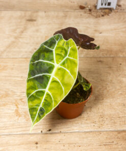 Alocasia Watsoniana Doff Aurea 001