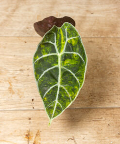 Alocasia Watsoniana Doff Aurea 002