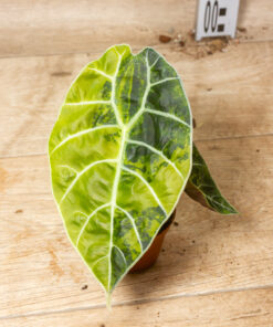 Alocasia Watsoniana Doff Aurea 003