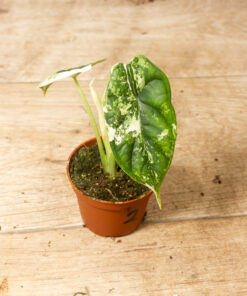 Alocasia Dragon Scale Albo 002