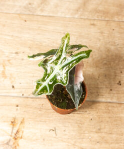 Alocasia Nobilis Pink Variegata 001