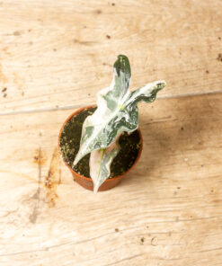 Alocasia Nobilis Pink Variegata 002