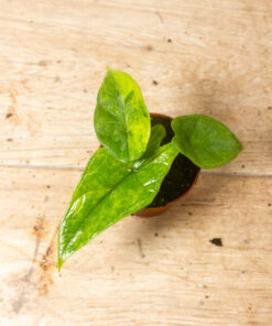 Alocasia Scalprum Aurea 001