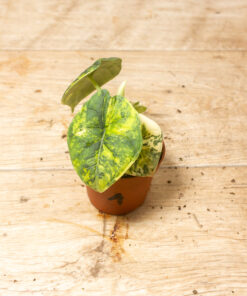 Alocasia Melo Aurea 001