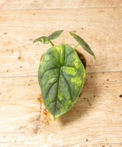 Alocasia Melo Aurea 002