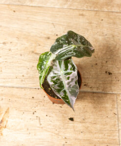 Alocasia Amazonica Pink 001