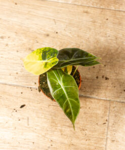 Alocasia Dragon's Tooth Aurea 001