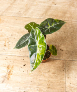 Alocasia Dragon's Tooth Aurea 002