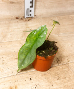 Alocasia Dragon Breath Aurea 001