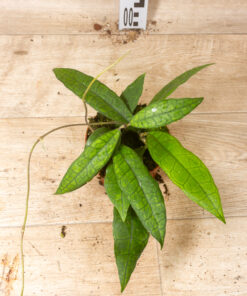 Hoya Finlaysonii Sukirin 001