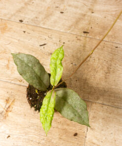 Hoya mitrata silver 001A